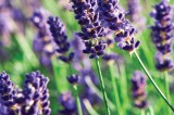 Ojai Valley Lavender Festival – This Saturday June 27th!