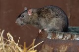 Rodenticides–rat poison–to be removed from store shelves