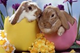 Easter Is More Than Bunnies Schlepping Eggs