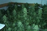 Detectives in Oxnard bust “marijuana grow” find stolen property, rifles and handguns