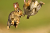 Spring is busting out in Ventura County – Egg hunts and bunny hops