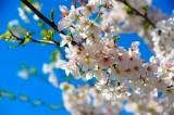 Cherry Blossom Time in Washington DC by award winning photojournalist Dana Rene