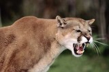 Beware: Mountain Lion sighted in Santa Paula