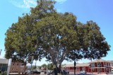 Santa Paula: Reward offered for information in tagging of historic Fig Tree
