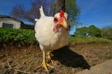 Simi Valley City Council takes Chickens off the table