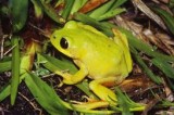 Frogs and Toads and Other things–The right of the public to use public lands