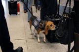 Dogs’ olfactory senses, screening, airport and border checkpoints