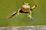Dumb Laws—California has had a new state frog since June –oh happy day!