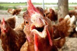 Simi Valley Council: A Wrong has been righted–Chickens rejoice!