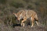 Advisory | Coyote Alert in Port Hueneme