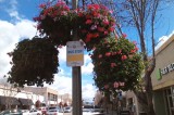Santa Paula City Council Hears America in Bloom Report