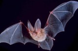 Bat tests positive for rabies in Ventura County