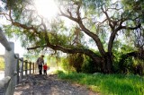 Trust for Public Land seeking qualified artist to do mosaic for Ventura’s Kellogg Park