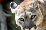 State Senator Fran Pavley to speak on ‘A Cougar Corridor!’