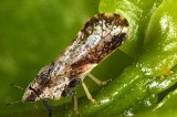 Notice: Treatment Plans for Asian Citrus Psyllid in Somis Area—Meeting Sept. 17th