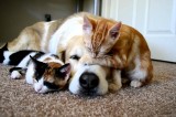 Give a pet a test run–Sleepover Sunday!