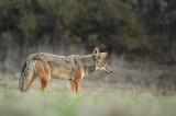 City of Simi Valley : Wildlife Watch Program