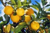 SEEAG Awarded USDA Specialty Crop Block Grant: “Journey of a Lemon and California Specialty Crop Nutrition Program”