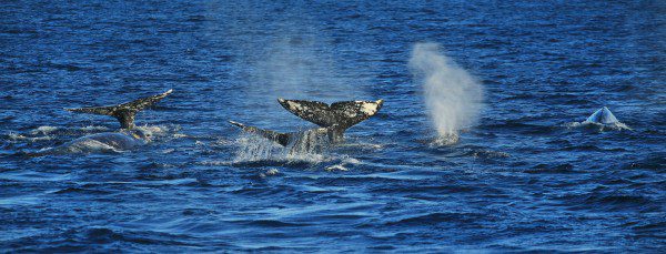 Searching for Gray Whales from Channel Islands Harbor Sunday April 7