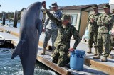 Russia Looking To Buy Military Dolphins
