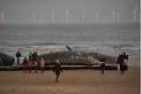 Are wind turbines killing whales?