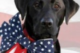 Ventura County Animal Services: ‎Memorial Day Weekend SPECIAL ADOPTION EVENT for Armed Services!