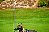 Play golf and support K9 Officers!
