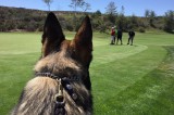 Support the Ventura County Sheriff’s K9 Unit: 2 Great Upcoming Events!