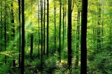 A serious climate opportunity: Why does government refuse to do the one thing that would help our forests and climate?