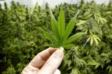 The impact of recreational marijuana legaliztion