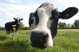 ‘Green New Deal’ Looks To Tackle The Scourge Of ‘Farting Cows’