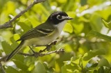 PLF suit prods Feds to Acknowledge Black-Capped Vireo’s Recovery as an Endangered Species