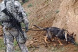 New Technology Mimicks Dogs’ Abilities to Detect Explosives