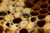 Advancing scientific integrity on bees