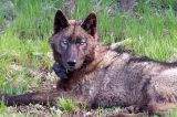 PLF, farmers, and ranchers challenge state’s ‘endangered’ listing of Gray Wolf