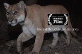 ‘The Cat that Changed America’ accepted to the Santa Barbara International Film Festival
