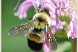 The Pleasant Valley Historical Society presents  2018 Bee and Butterfly Day