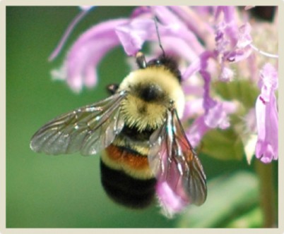 The Pleasant Valley Historical Society presents 2018 Bee and Butterfly Day