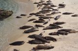Sea Lions May Not Make the Best Neighbors: Citizens for Odor Nuisance Abatement (CONA) v. City of San Diego et. Al.