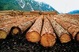 The Lumber Market Crash