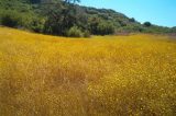 Memorial Day Nature Hike to El Nido Meadow — Monday, May 29th