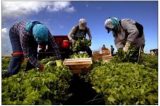 House Farm Workers! Announces $50,000 Grant To Fund Countywide Farmworker Housing Study, Giving A Voice To Ventura County Farmworkers