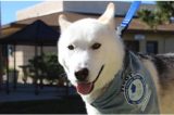 Celebrating Completion of the R.U.F.F. Road Training Program and the Pawsitive Steps Dog Training Program and Dog Adoption