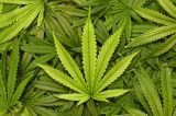 Lockwood Valley Illegal Marijuana Cultivation Operation