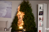 Why You Should Water Your Christmas Tree!