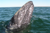 Whale Watching Season Begins in Oxnard!