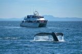 Whale Watching Season Begins Soon at Channel Islands Harbor | Excursions give sightseers a front-row seat