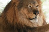 America’s Teaching Zoo at Moorpark College Hosts the “SUPER BOWL” of Birthday Parties for Ira the Lion on February 3rd