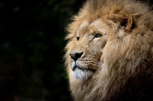 Happy Birthday Ira, King of the Campus at America’s Teaching Zoo | Moorpark College