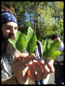 Herb Walks | Sustainable Foraging with Special Guest Dan De Lion